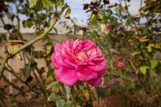 ‏בתים כפריים או חוות ב  Pájara, Provincia de Las Palmas