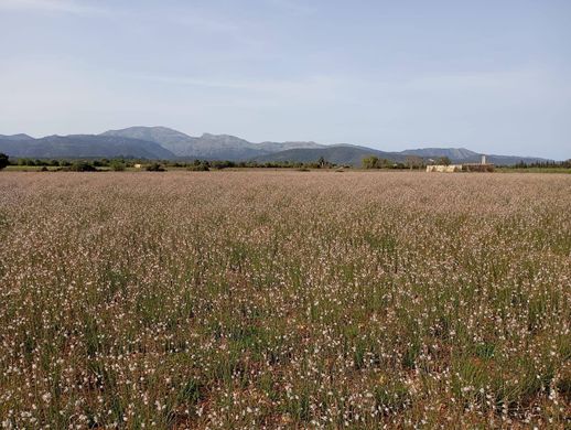 Arsa sa Pobla, Illes Balears