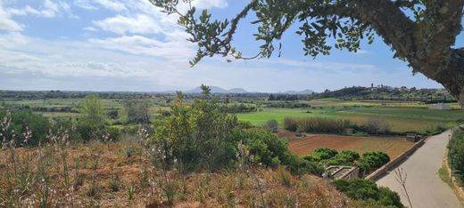 Santa Eugènia, Illes Balearsの土地