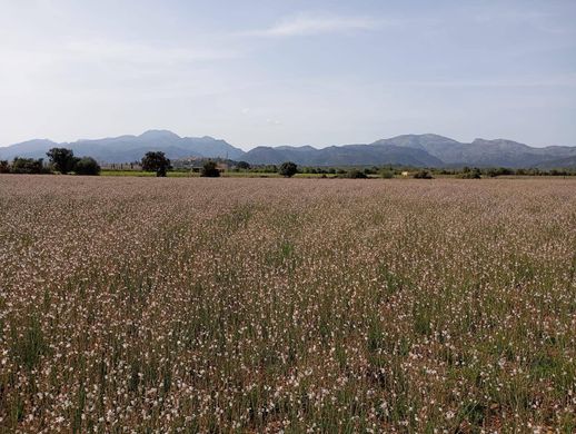 Terreno - sa Pobla, Ilhas Baleares