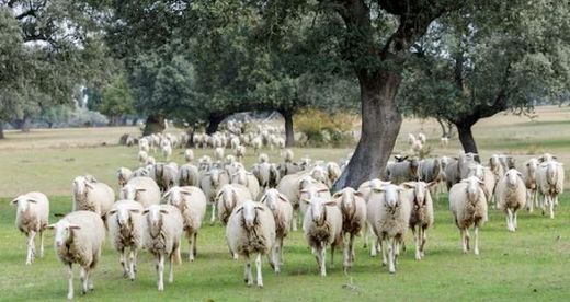 Rural or Farmhouse in Alanís, Province of Seville