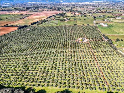 Rural or Farmhouse in Sencelles, Province of Balearic Islands