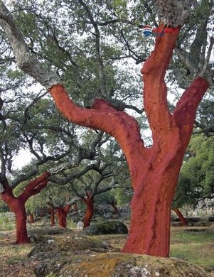 Land in Malpartida de Cáceres, Caceres