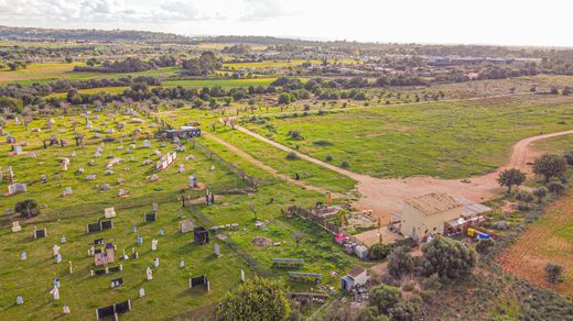 Arsa Marratxí, Illes Balears