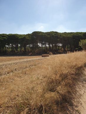 Усадьба / Сельский дом, Чиклана-де-ла-Фронтера, Provincia de Cádiz