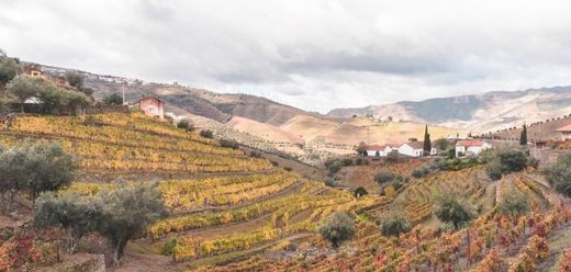 Αγροτεμάχιο σε São João da Pesqueira, Distrito de Viseu