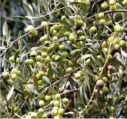 Grond in Badajoz, Provincia de Badajoz