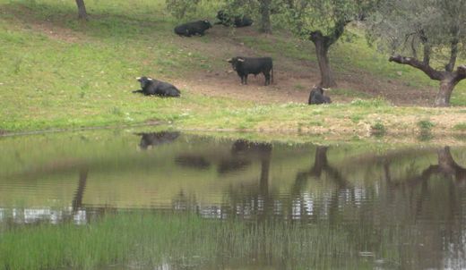 Участок, Torrejón el Rubio, Provincia de Cáceres