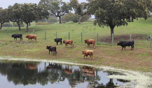 Grond in Torrejón el Rubio, Provincia de Cáceres