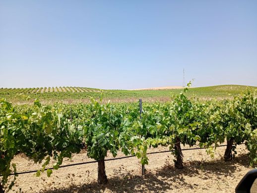 Land in Bienvenida, Badajoz