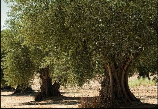 Grundstück in Casas de Don Pedro, Badajoz