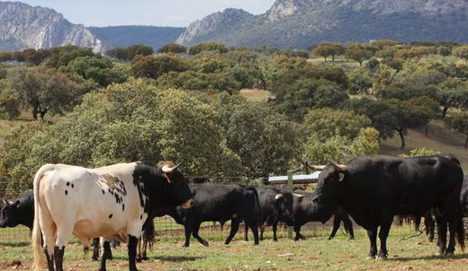 地皮  Torrejón el Rubio, Provincia de Cáceres