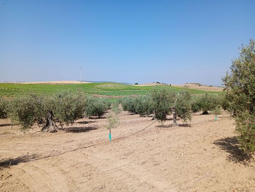 Grundstück in Bienvenida, Badajoz