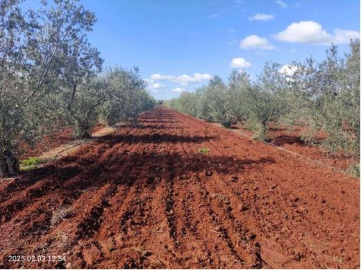 أرض ﻓﻲ باداخوز, Provincia de Badajoz