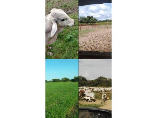 Gutshaus oder Landhaus in San Carlos, Municipio San Carlos