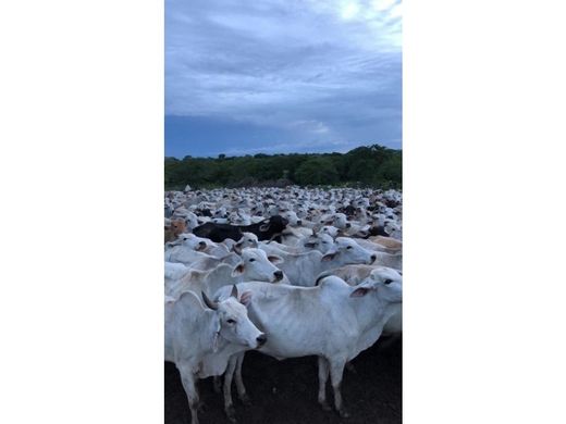 Boerderij in Las Mercedes, Estado Guárico