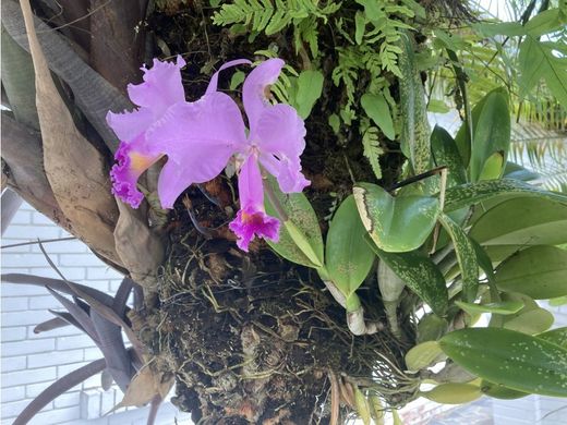 Luxus-Haus in Caracas, Municipio Libertador