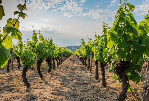 Landhuis in Puy-l'Évêque, Lot