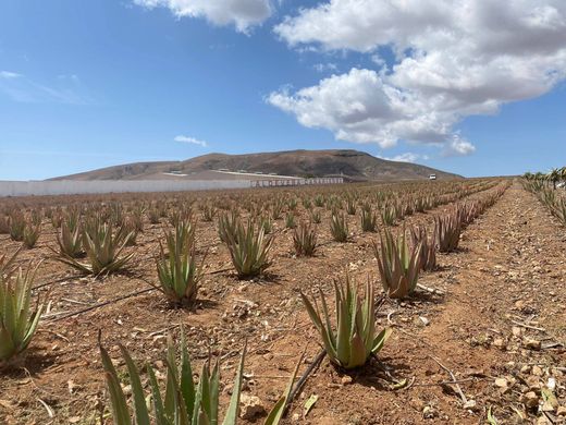 Land in Antigua, Province of Las Palmas