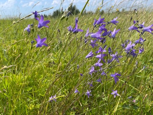 地皮  Khudanki, Leningrad Oblast