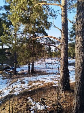 Arsa Leninskoye, Leningrad Oblast