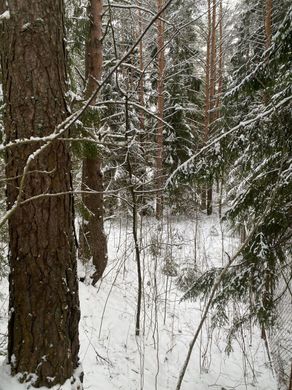 Land in Toksovo, Leningrad