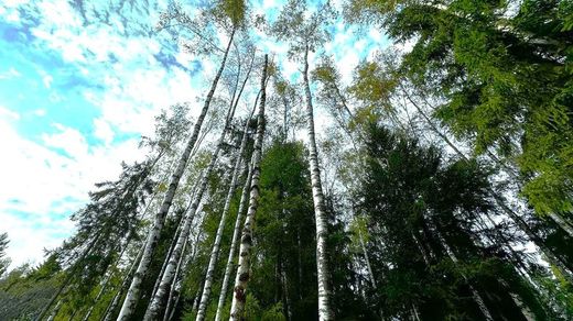 Terreno - Zapadnaya Litsa, Leningrad Oblast