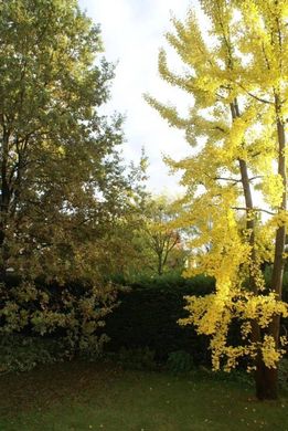 Villa - Reggio nell'Emilia, Provincia di Reggio Emilia