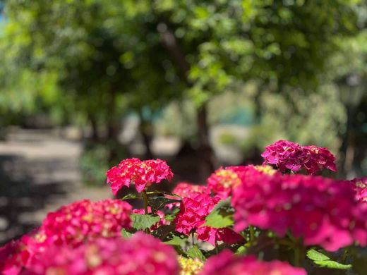 Daire Napoli, Napoli ilçesinde