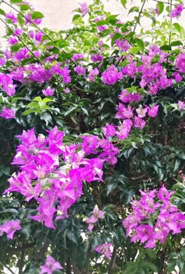 ﺷﻘﺔ ﻓﻲ Rapallo, Provincia di Genova