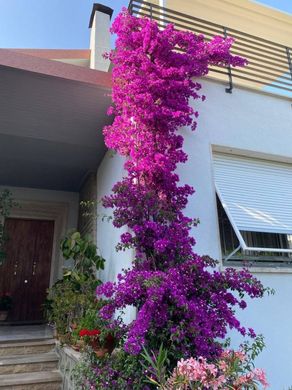 Piso / Apartamento en Livorno, Toscana