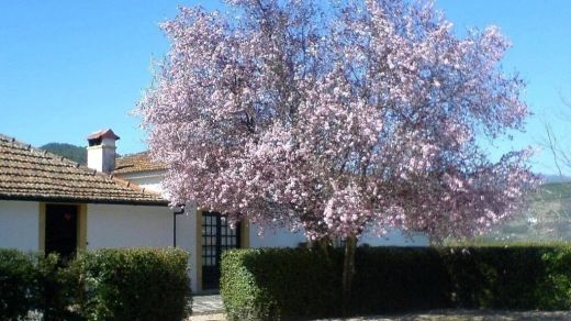 Farm in Cumieira, Santa Marta de Penaguião